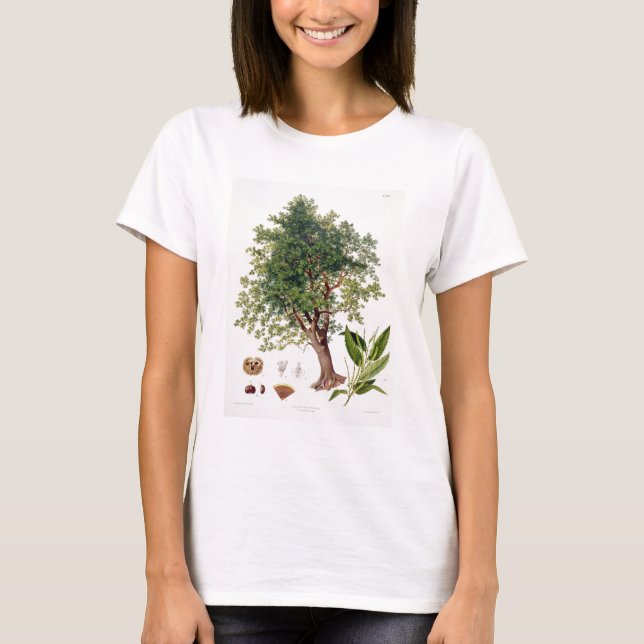T-shirt Châtaigne, gravée par A. Haase (litho de couleur) (Devant)