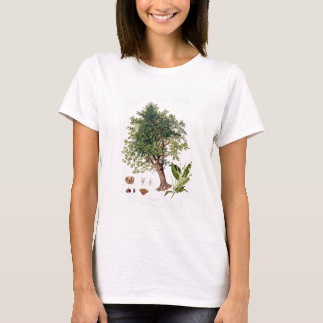 T-shirt Châtaigne, gravée par A. Haase (litho de couleur) (Devant)