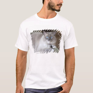 T-shirt Chatte Ragdoll