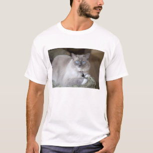 T-shirt Chatte Ragdoll
