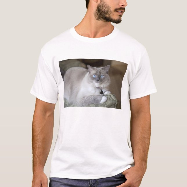 T-shirt Chatte Ragdoll (Devant)