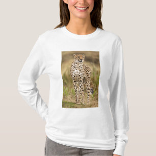 T-shirt Cheetah, Acinonyx jubatus, dans le Masai Mara