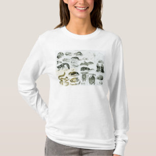 T-shirt Cheiroptera, Insectivora
