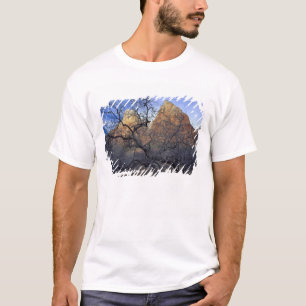 T-shirt Chênes en hiver, Cour des Patriarches