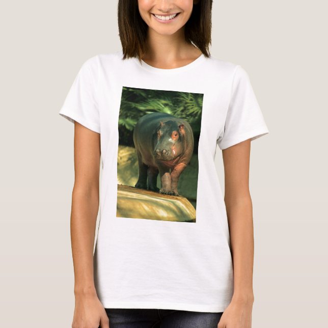 T-shirt Cheval de fleuve de nain (Choeropsis liberiensis) (Devant)
