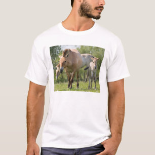 T-shirt Cheval de Przewalski et poulain en marche