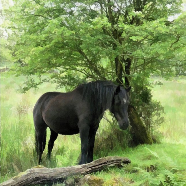 T-SHIRT CHEVAUX (A beautiful black mare resting in the shade of the tree.)