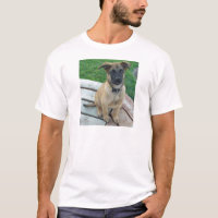 Chien belge de Malinois de berger