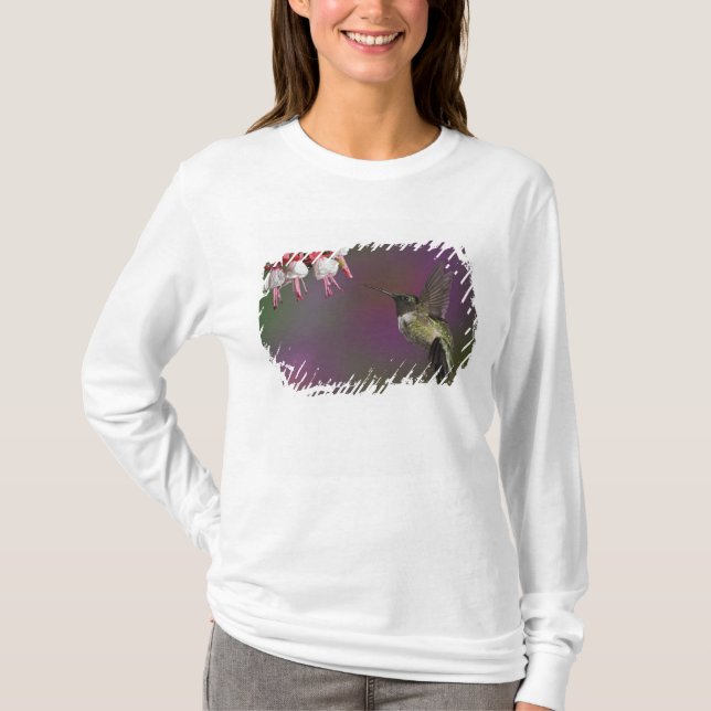 T-shirt Colibri à gorge rubis mâle (Devant)