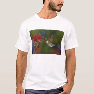 T-shirt Colibri à gorge rubis mâle