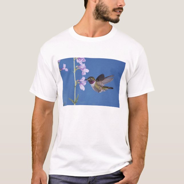 T-shirt Colibri à queue large, Selasphorus (Devant)
