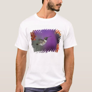 T-shirt Colibri, Archilochus alexandri,