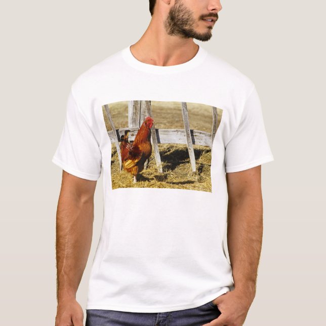 T-shirt Coq Rhode Island Red (Devant)