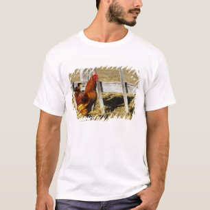 T-shirt Coq Rhode Island Red