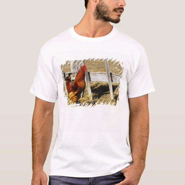 T-shirt Coq Rhode Island Red (Devant)
