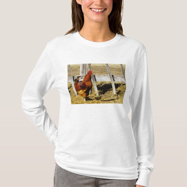 T-shirt Coq Rhode Island Red (Devant)