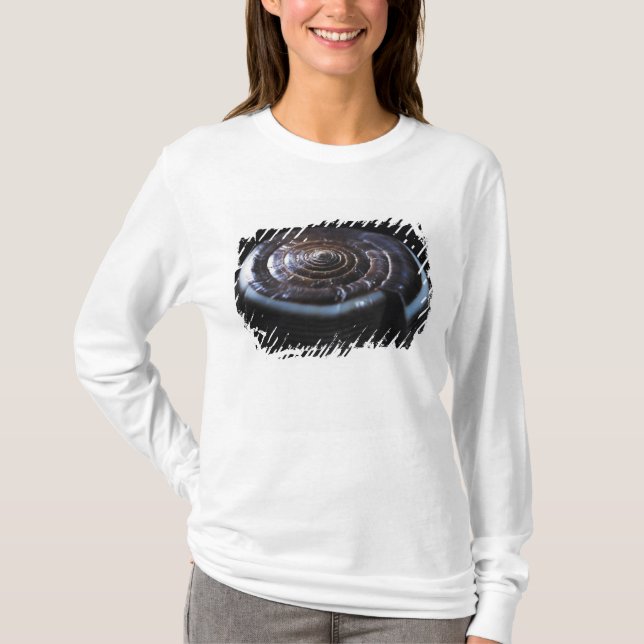 T-shirt Coquille de cône (Devant)