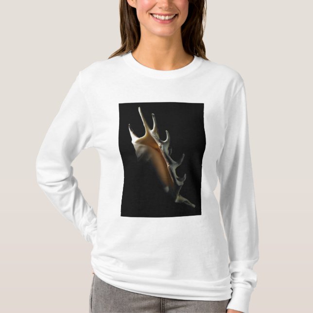 T-shirt Coquille de conque (Devant)
