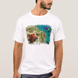 T-shirt Cortez Rainbow Wrasse mâle et femelle et mer