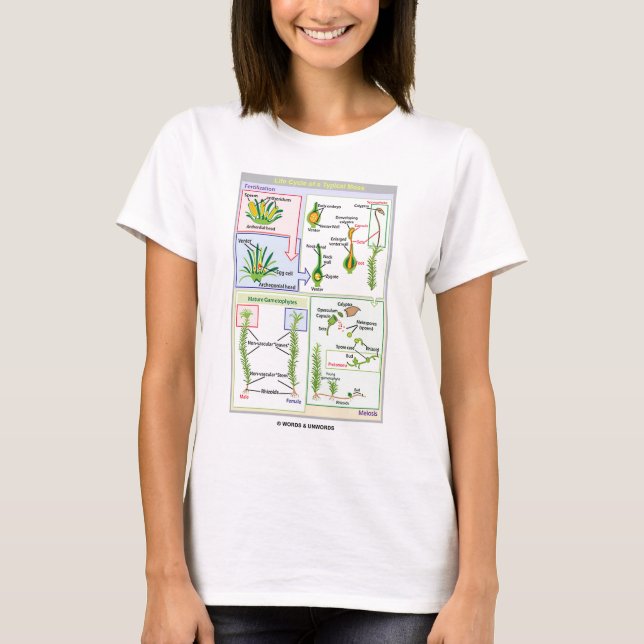 T-shirt Cycle de vie d'une mousse typique (Bryophyte) (Devant)