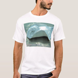 T-shirt Dasyatis americana (pastenague du sud albinos)