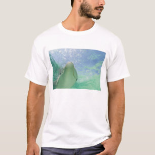 T-shirt Dauphins à gros nez (Tursiops truncatus)