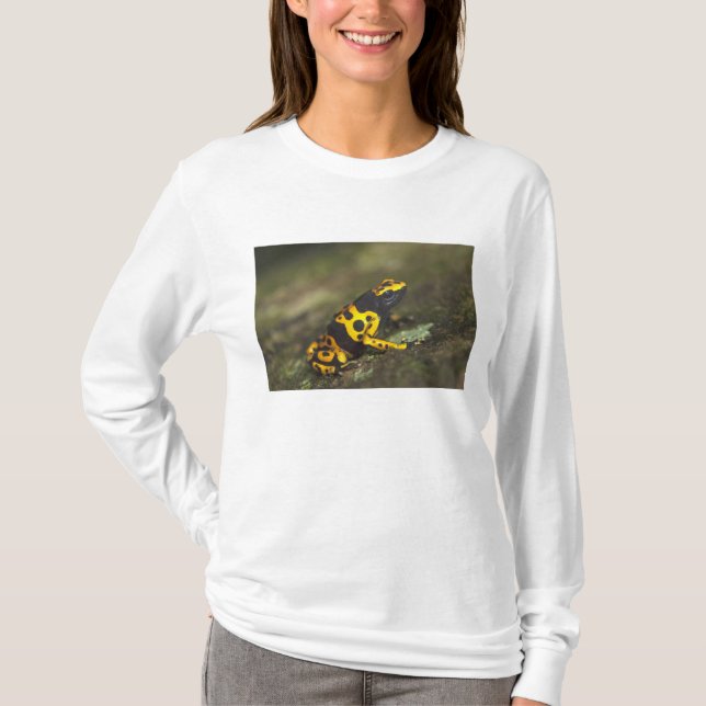 T-shirt Dendrobate à bandes jaunes Dendrobates (Devant)