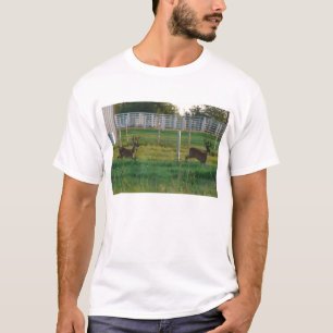 T-shirt Deux mâles