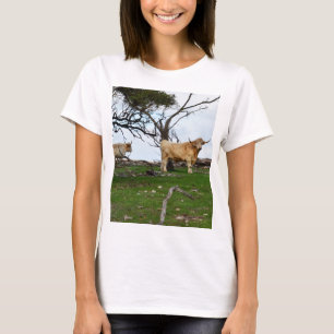 T-shirt Deux vaches de Highland dans des terres paisibles,