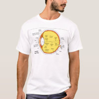 Diagramme anatomique de la boule d'oeil humain