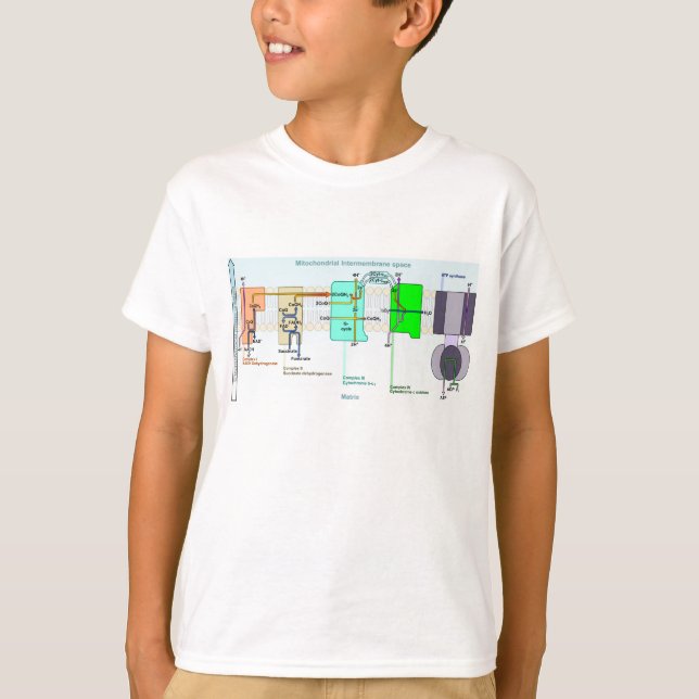 T-shirt Diagramme d'espace de Mitonchondrial Intermembrane (Devant)