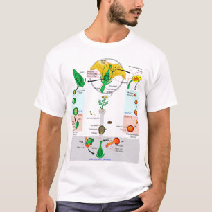 T-shirt Diagramme du cycle de vie d'une plante à fleurs an