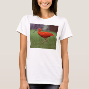 T-shirt Écarlate IBIS