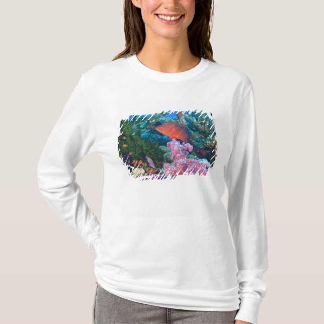 T-shirt éducation Pseudanthias (Pseudanthias (Devant)