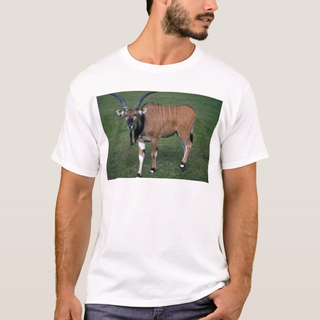 T-shirt Éland-jeune taureau de géant/seigneur Derby (Devant)