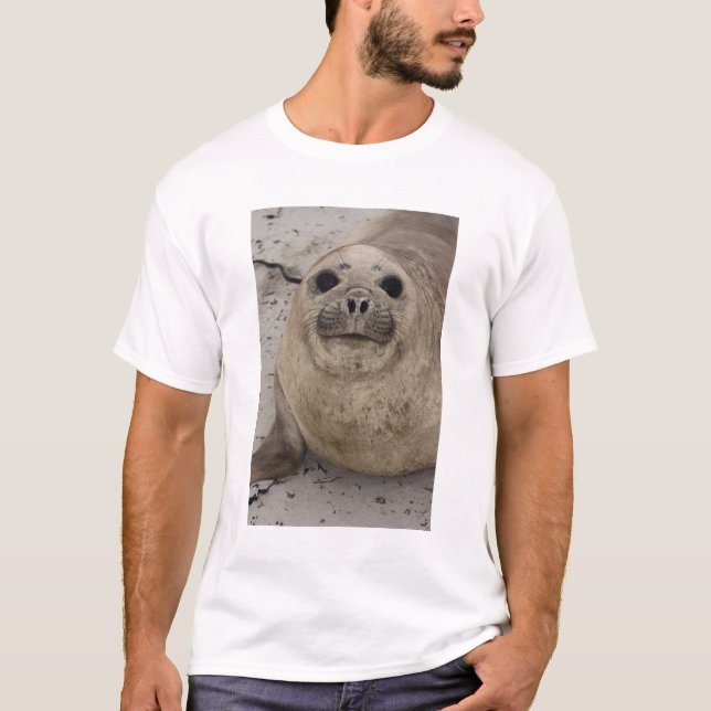 T-shirt Éléphant de mer austral (Mirounga leonina) (Devant)