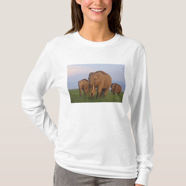 T-shirt Éléphants indiens dans la prairie (Devant)
