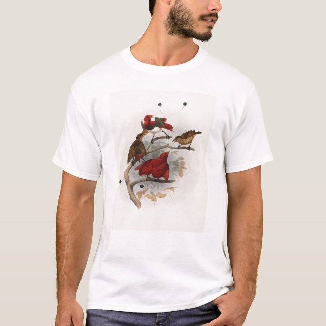 T-shirt Elliot - Cicinnurus de fondation royale - le Roi (Devant)