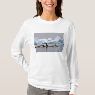T-shirt épaulards (orques), Orcinus orca, groupe