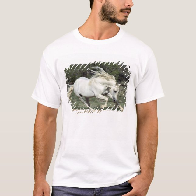 T-shirt Étalon andalou en course, PR (Devant)