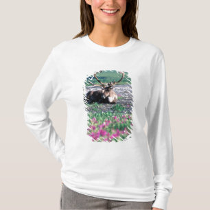T-shirt États-Unis, Alaska, Parc national de Denali, Carib