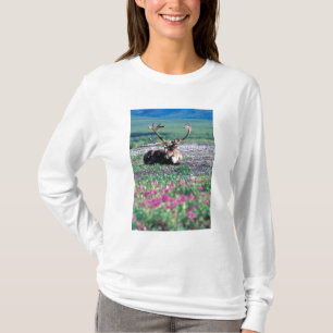 T-shirt États-Unis, Alaska, Parc national de Denali, Carib