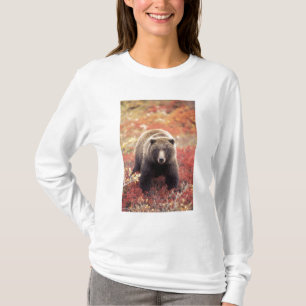 T-shirt États-Unis, Alaska, Parc national Denali, ours gri