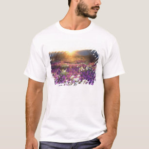 T-shirt États-Unis, Californie, Anza-Borrego Desert State 