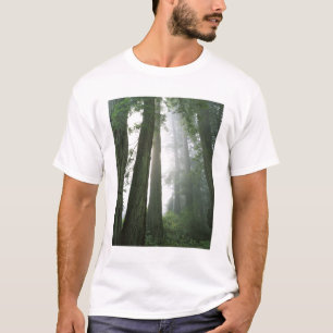 T-shirt États-Unis, Californie, Parc national de Redwood,