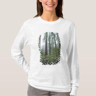 T-shirt États-Unis, Californie, Parc national de Redwood. 
