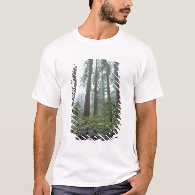 T-shirt États-Unis, Californie, Redwood NP. Le brouillard  (Devant)
