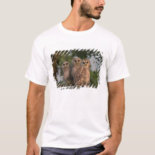T-shirt États-Unis, Floride, Viera Wetlands. Trois barrés