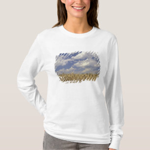 T-shirt États-Unis, Kentucky, Louisville. Culture de blé e