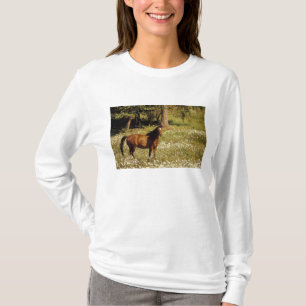 T-shirt États-Unis, Oregon. Cheval dans un champ de pâquer